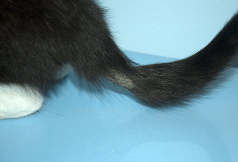 Травми хвоста у кішок   перелом і поранення хвоста