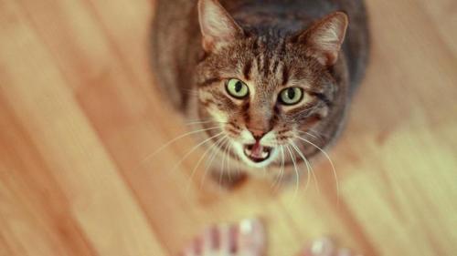 Кішки і постійне нявкання   чому кішки нявкають?
