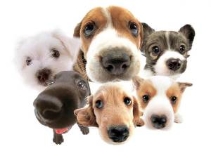Собачі клички: прикольні із собачого щастя і їх значення для псів
