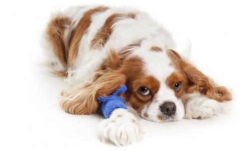 Страхування собак як домашніх тварин