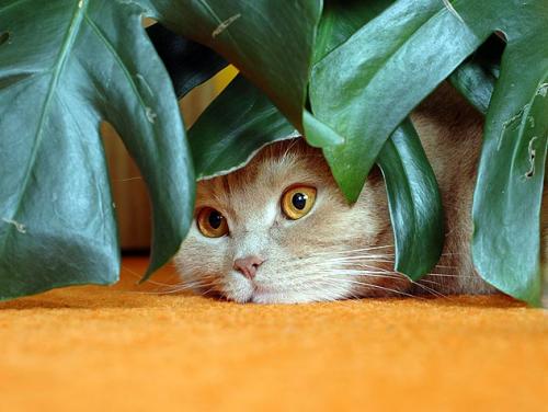 Безпечні для кішок рослини