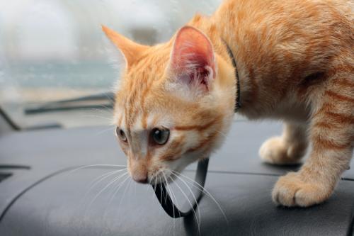 Поїздка з кішкою в машині