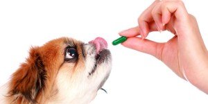 Синулокс для собак: інструкція, ціна, купити у Москві, Пітері, дозування