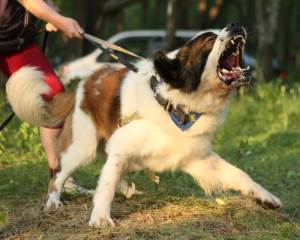 Сторожові породи собак: кращі, угорські, для приватного будинку, фото
