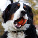Бернський зенненхунд: опис породи собак, характер, фото цуценят, відео
