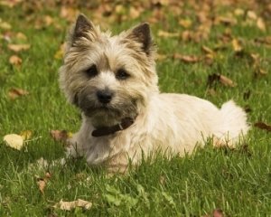 Керн терєр: фото собаки, ціна, розміри, особливості догляду, обслуговування