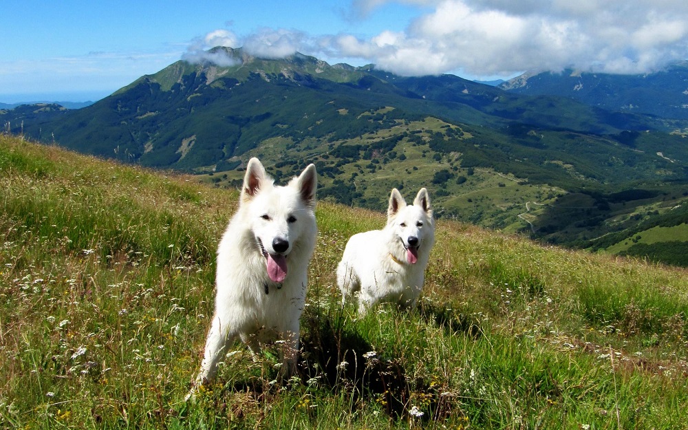 Біла швейцарська вівчарка   фото, опис та характер породи