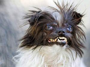 Найстрашніша собака у світі на конкурсних фото