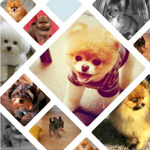 Маленькі собачки породи: фото та ціни, схожа на ведмедика, пухнаста
