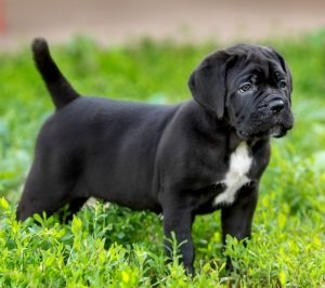 Кане корсо: опис породи, ціна, характер, основні захворювання собаки
