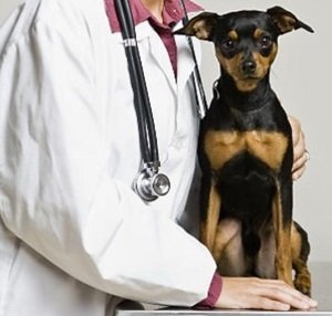 Ознаки чумки собак: перші, лікарські препарати, сільські методи
