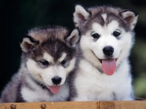 Імена для собак хлопчиків: рідкісні, красиві, сучасні, росіяни