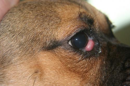 Випадання (пролапс) третього століття у собак: симптоми і лікування
