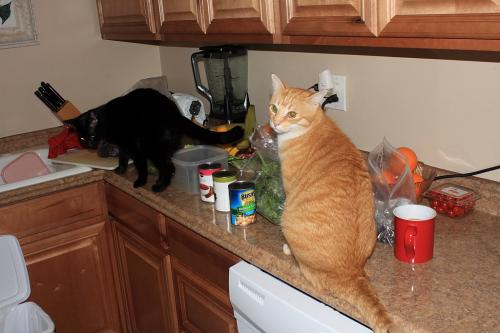 Що робити, якщо кішка лазить по столах на кухні