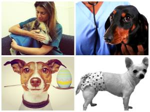 Кастрація собак: дрібних порід, плюси і мінуси, скільки коштує, наслідки