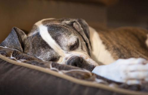 Як прийняти рішення про приспання собаки