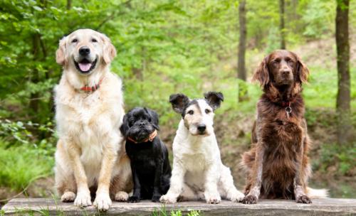 Які породи собак краще, змішані або чистокровні?