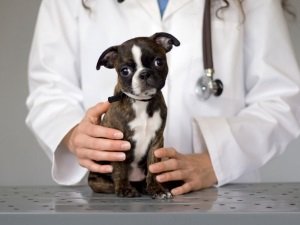 Ентерит симптоми і лікування у собак, парвовирусного, короновирусный вигляд