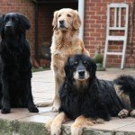 Ховаварт   опис породи собак, історія, характер цуценя, догляд і виховання, вартість