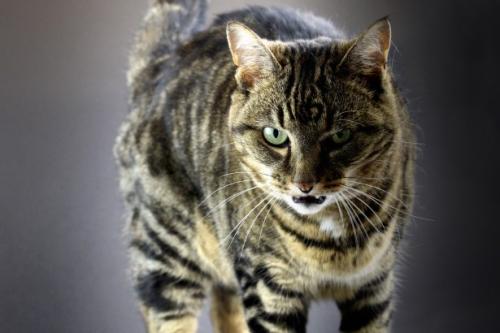 Шипіння і агресія у кішок   чому кішка гарчить і шипить?