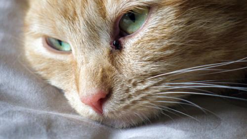 Кальцивироз у кішок   симптоми, причини і лікування