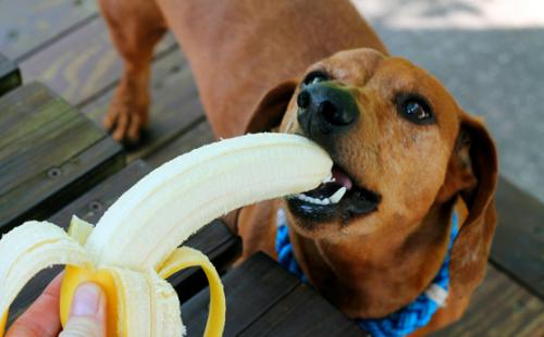 Можна собакам банани?