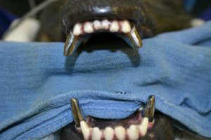 Зміна зубів у німецької вівчарки і повязані проблеми, фото і відео