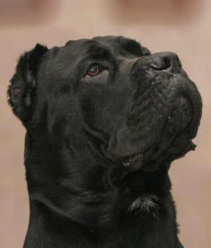 Кане корсо: опис породи, ціна, характер, основні захворювання собаки