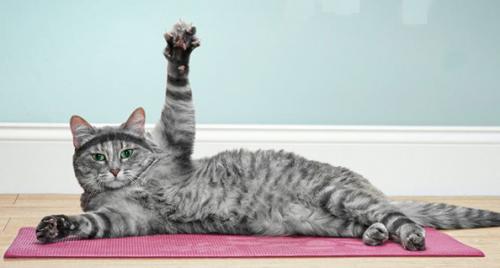 Схуднення для кішок: вправи і профілактика ожиріння