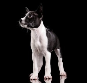 Басенджи: африканська нелающая собака, опис породи, ціна та фото