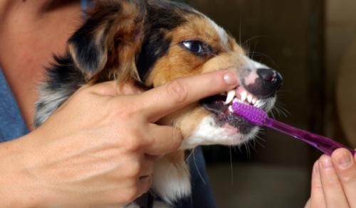 Чищення зубів у собак