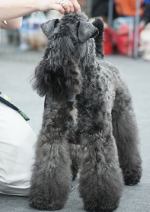 Керрі блю терєр: фото самої відомої породи собак, фотографії цуценят