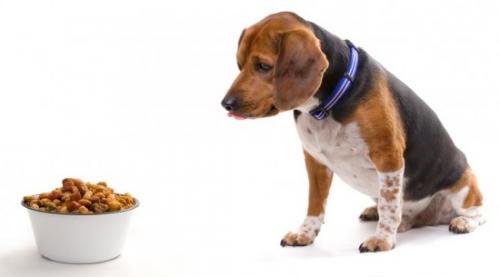 Як і чим годувати собаку з цукровим діабетом