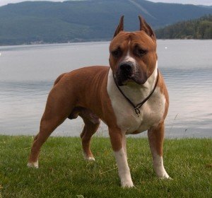 Американський стаффордширський терєр: фото і ціна, порода собак і цуценят