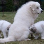 Французькі породи овчаркок: босерон, бріар, пікарді, піренейська, гірська собака, фото