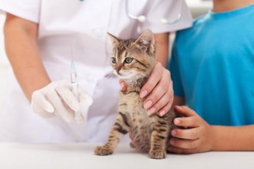 Інфекційний перитоніт у кішок   діагностика