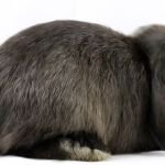Кролики породи баран   висловухі карликові: фото. догляд, ціни, відео, відгуки
