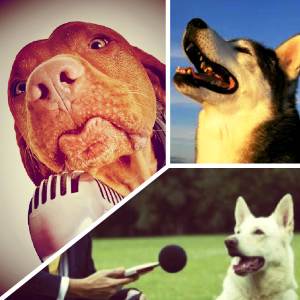 Як навчити собаку команді голос: доросле, відео, різні методики
