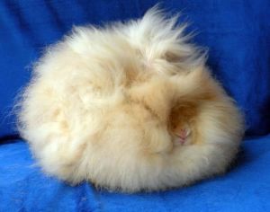 Ангорський карликовий кролик: фото, відео, зміст, особливості, відгуки власників