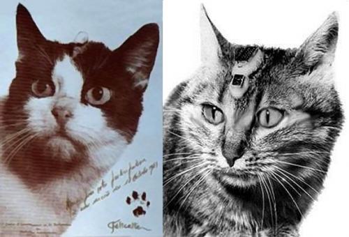 Кішка Фелисетт або перша кішка космонавт