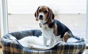 Бігль: опис характеру і породи собаки, фото, особливості догляду і ціна