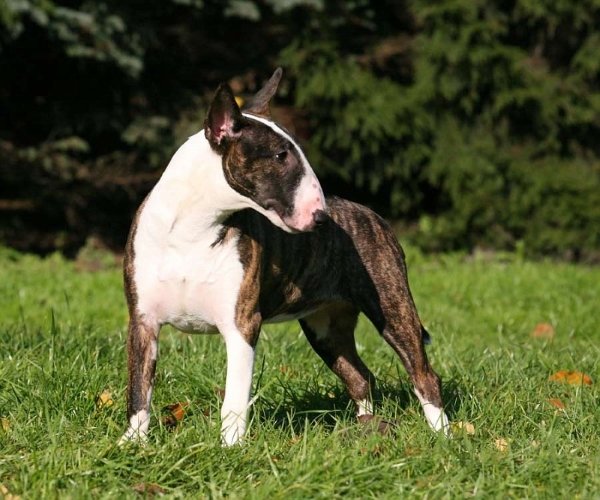 Міні бультерєр: фото цуценят і собаки, ціна та особливості породи
