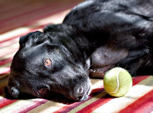 Інсульт у собак   причини, симптоми і лікування