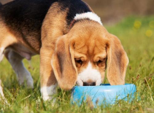 Десять важливих харчових добавок і вітамінів для собак
