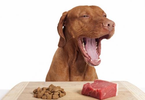 Годувати собаку сирим мясом: всі за і проти
