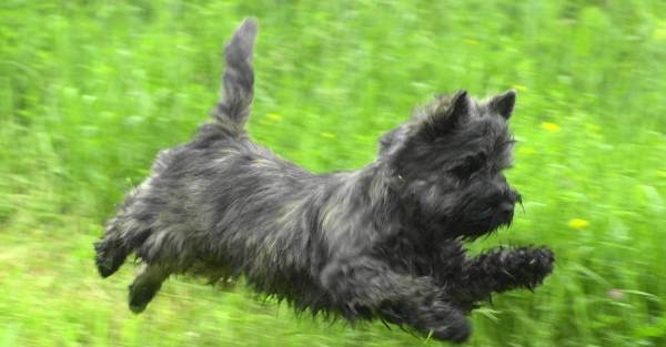 Мисливські собаки: фото та назви, породи терєр, гончі, лягаві, хорти
