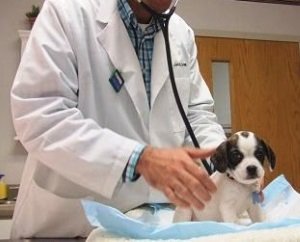 Ентерит симптоми і лікування у собак, парвовирусного, короновирусный вигляд