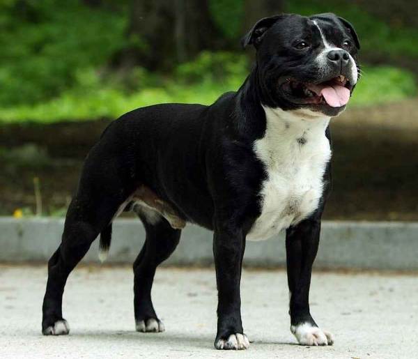 Клички собак псів: німецькі, для великих, мисливських, гончих і лайок