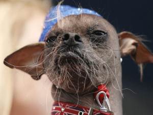 Найстрашніша собака у світі на конкурсних фото