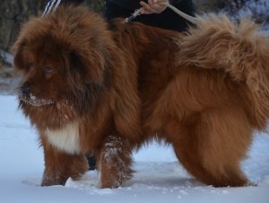 Тибетський мастиф: фото з людиною, найбільший в світі, ціна собаки